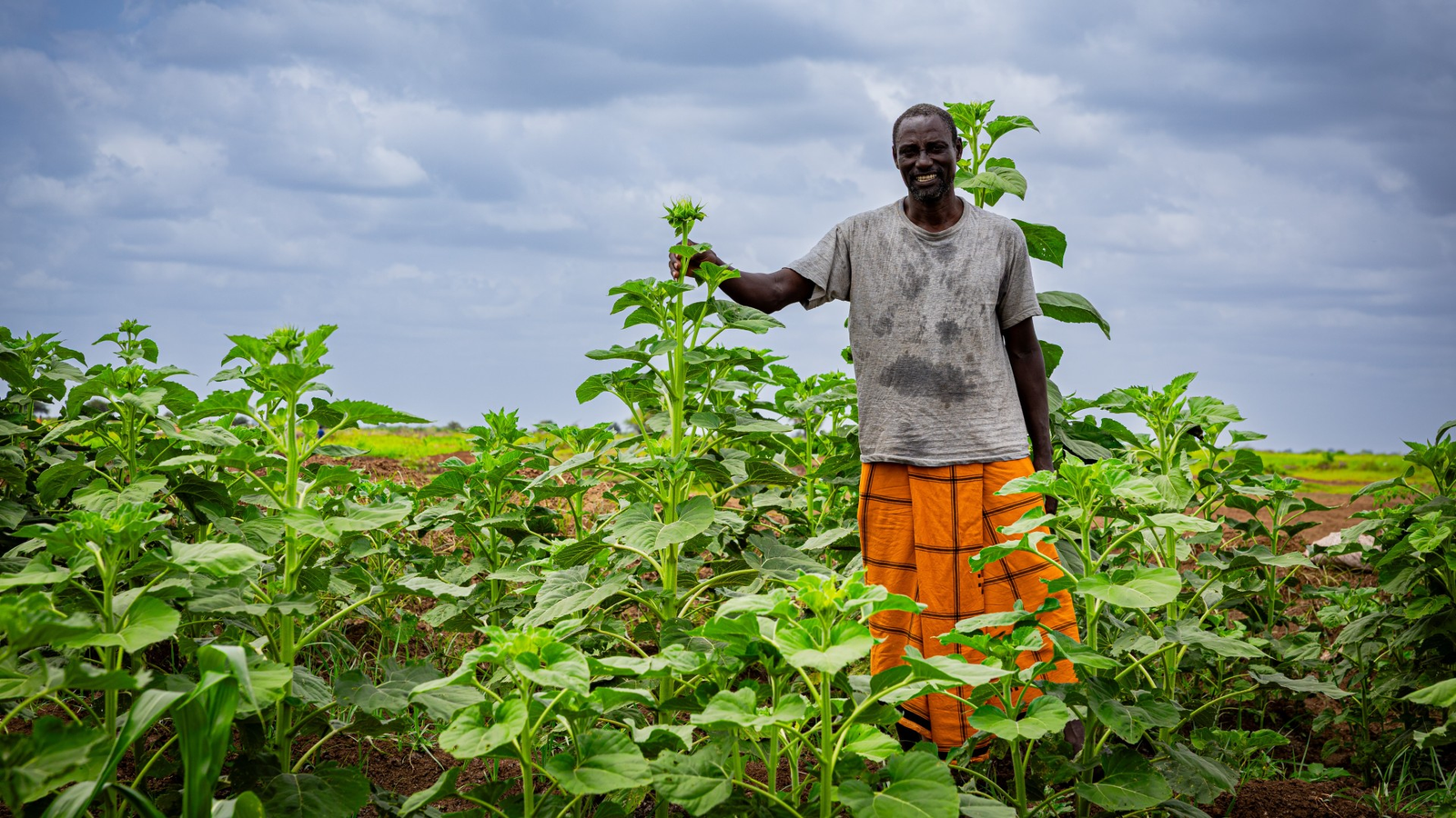 Farmer in a green field